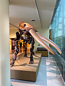 Skeleton of a mastodon, Notiomastodon platensis, in the Bicentennial Cultural Center, Santiago del Estero, Argentina.