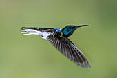 A male White-necked Jacobin, Florisuga mellivora, in flight in western Colombia.