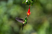 A female Buff-winged Starfrontlet hummingbird, Coeligena lutetiae, feeding on a fuchsia flower in Ecuador.