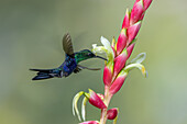 A Crowned Woodnymph, Thalurania colombica ssp. fannyae, feeding on bromeliad nectar in Colombia.