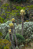 Frailejones, Espeletia hartwegiana, eine einzigartige Pflanze im Paramo in der Nähe des Nationalparks Los Nevados in Kolumbien.
