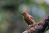A female White-lined Tanager, Tachyphonus rufus, perched on a tree limb in Colombia.