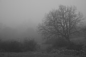 Tree in the fog. La Lancha mountain pass, province of Ávila.