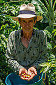 A man showing havested coffee cherries on a small family-run coffee plantation near Jardin, Colombia.