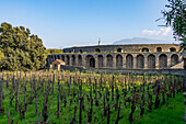 A grape vineyard in front of the Amphitheater of Pompeii in the ancient Roman ruins of Pompeii in Italy.