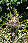 Pineapples, Ananas comosus, growing on a small coffee plantation in Colombia.
