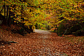 La Herrería Forest in autumn. San Lorenzo de El Escorial, Community of Madrid.