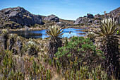 The Lagunas Negras Trail, located in the municipality of Vetas, Santander, is a hiking route located in the Páramo de Santurbán. It is a route with high mountain landscapes, characterized by impressive rock formations and lagoons of glacial origin with the presence of fauna and flora subject to conservation, among them is the endemic species of frailejon, Espeletia santanderensis.