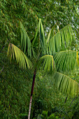 A palm tree and bamboo on the edge of the forest in the foothills of the Andes in western Colombia.
