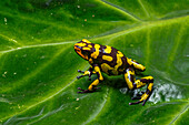 The Anchicaya Poison Dart Frog, Oophaga anchicayensis, an endangered species from Colombia.