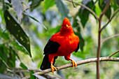 A colorful male Andean Cock-of-the-Rock, Rupicola peruvianus, perched in the forest in Colombia.