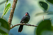 A Slate-colored Grosbeak, Saltator grossus, perched in a tree in the Valle del Cauca, Colombia.