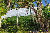 Sun shade structures protect tomato plants in the agricultural land around Guatape, Colombia.