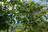 Passion fruit, Passiflora edulis, growing on a small coffee plantation in Colombia. Food crops are also grown on the farm for personal consumption.