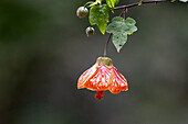 Die Chinesische Lampionblume - Abutilon pictum - blüht in einem Wald in Kolumbien. Die Blume ist eine Nektarquelle für Kolibris und wird von ihnen bestäubt.