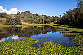 Laguna Rabicha is a body of water located in the municipality of Mutiscua, in the department of Norte de Santander, Colombia. Located approximately 2700 meters above sea level, it is located in the Nudo de Santurbán, also called Páramo de Santurbán, a large Andean mountain ecosystem located between the departments of Santander and Norte de Santander. Surrounded by typical moorland vegetation and mountainous landscapes, Rabicha is integrated into a diverse ecosystem that is home to endemic species of flora and fauna.
