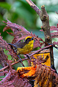 A Tri-colored Brushfinch, Atlapetes tricolor, at a feeder in the Choco rainforest, Colombia.