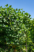Cargamanto beans, Phaseolus vulgaris, growing on a small coffee plantation in Colombia. Food crops are also grown on the farm for personal consumption.
