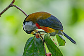 A Toucan Barbet, Semnornis ramphastinus, eating berries in the Choco rainforest, Colombia.