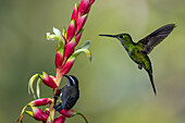 A male Empress Brilliant & a Bananaquit feeding from a bromeliad inflorescence in the Choco, Colombia.