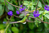 A male White-booted Racket-tail, Ocreatus underwoodii, feeding on Porterweed flowers in Colombia.