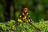The Anchicaya Poison Dart Frog, Oophaga anchicayensis, an endangered species from Colombia.