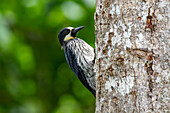 A male Acorn Woodpecker on a tree in Araucana, Colombia.