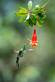 A female Black-tailed Trainbearer hummingbird, Lesbia victoriae, feeding on a fuchsia flower in Ecuador.