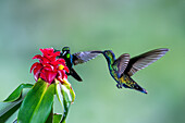 A male Black-throated Mango hummingbird approaching a costus flower in Colombia.