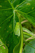 A Greater Hatchet-faced Treefrog, Sphaenorhynchus lacteus, asleep on a leaf in Yasuni National Park, Ecuador.