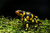 The Anchicaya Poison Dart Frog, Oophaga anchicayensis, an endangered species from Colombia.