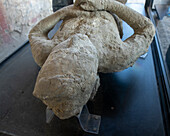 Plaster cast of a victim of the volcanic eruption, displayed in the Macellum in the ancient Roman ruins of Pompeii in Italy.
