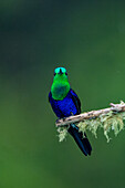 A male Crowned Woodnymph, Thalurania colombica, perched on a branch in the Choco, Colombia.