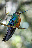 A female Great Sapphirewing, Pterophanes cyanopterus, perched on a branch in the highlands of Colombia.