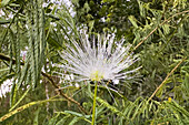 Eine Schneeflocken-Akazie oder weiße Quastenblume, Zapoteca portoricensis, in einem Garten in Kolumbien.