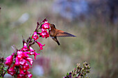 Colibrí Paramuno, Shining Sunbeam, Aglaeactis cupripennis