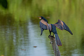 A male Anhinga, Anhinga anhinga, drying its wings in the Sonso Lagoon Nature Reserve in Colombia.