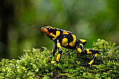 The Anchicaya Poison Dart Frog, Oophaga anchicayensis, an endangered species from Colombia.