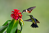 A female Purple-throated Woodstar, Calliphlox mitchellii, feeding on the nector of a costus flower in Colombia.