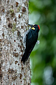 A female Acorn Woodpecker on a tree in Araucana, Colombia.