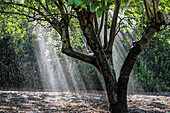 Raindrops cascade from tree branches as sunlight pierces through clouds in Alamillo Park, creating a serene autumn atmosphere.