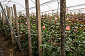 Blühende Rosen in einem Gewächshaus, in dem Rosen für den Export gezüchtet werden, in der Provinz Pichincha in Ecuador.