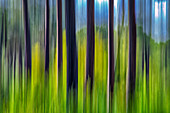 Tall pine trunks stretch upward, captured with a long exposure and intentional shake, revealing vibrant green foliage in the background.