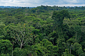 Üppiger tropischer Amazonas-Regenwald im Napo Wildlife Center, Yasuni National Park, Ecuador.