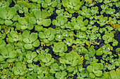 Wassertropfen auf der Wasserhyazinthe, Eichhornia crassipes, in der Lagune des Napo Wildlife Center Ecolodge in Ecuador.