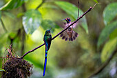 A Violet-tailed Sylph & a Brown Violet Ear hummingbird face off in the Mindo cloud forest in Ecuador.