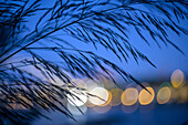 Detail of soft riparian plants by the Guadalquivir River in Seville, captured at dusk, creating a tranquil atmosphere with bokeh lights.