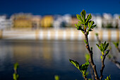Figs are ripening on a branch of a fig tree by the Guadalquivir River with the colorful buildings of Triana in the background.
