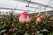 Blühende Rosen in einem Gewächshaus, in dem Rosen für den Export gezüchtet werden, in der Provinz Pichincha in Ecuador.