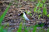 Ein ausgewachsener Perlhuhnvogel, Jacana jacana, sucht am Ufer einer Lagune nach Nahrung. Napo Wildlife Center, Ecuador.